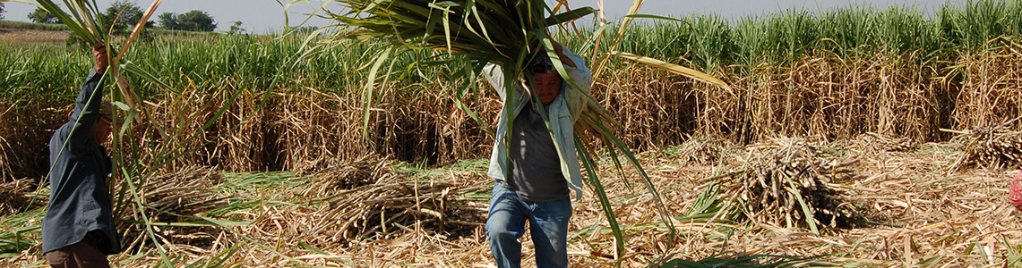 Workers on a sugarcane farm